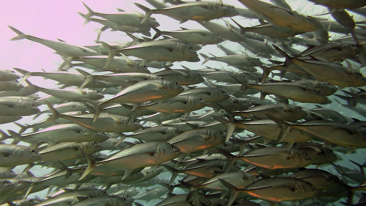 Honderden dode vissen langs Oostvaardersdijk