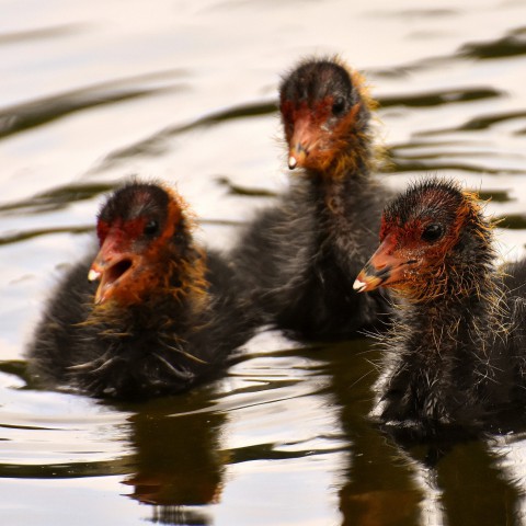 Meerkoetenmoeder vergist zich in de tijd van het jaar