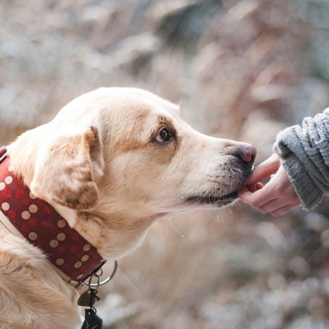 Eerste Dog Fun Run levert 37.000 euro op voor Dierenbescherming
