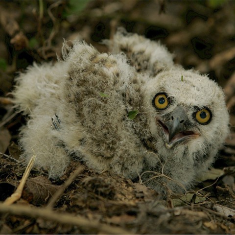 Ouderloze baby-uil gevonden in Noorderplassen
