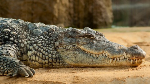 Almere Jungle is twee krokodillen rijker
