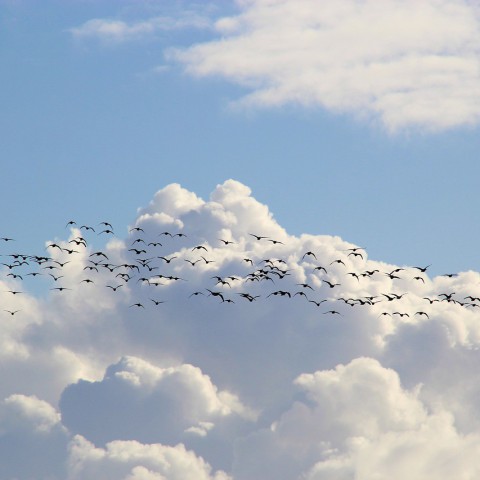 Minister gaat kijken naar situatie vogelopgang 