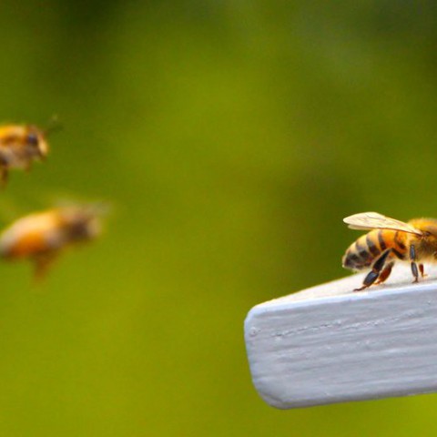 Bijen- en insectendag