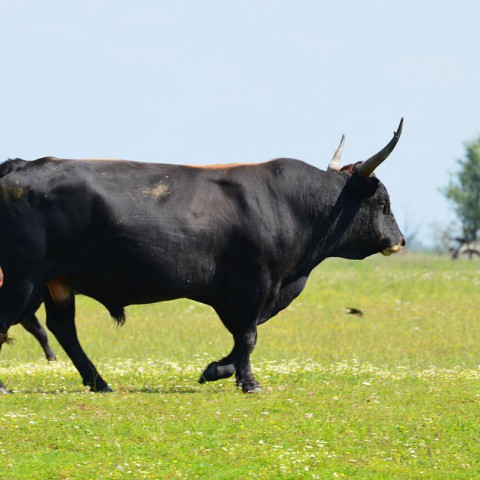 Voorjaar, maar de heckrunderen van de Oostvaardersplassen moeten bijgevoerd