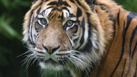 Red tijgers van horrortransport naar Rusland