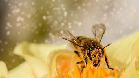Het zoemt tijdens de bijen- en insectendag stadslandgoed de Kemphaan