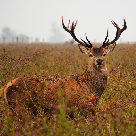Uitstel afschot herten Oostvaardersplassen