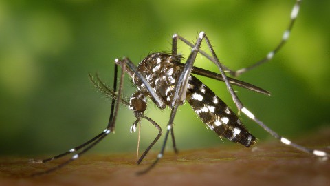 Nieuwe exotische muggensoort gevonden bij bedrijf