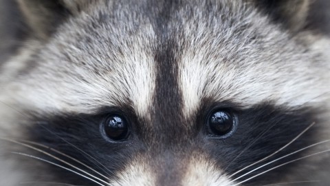 AAP heeft meer dan 20.000 handtekeningen tegen afschieten wasberen