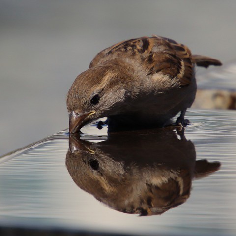 Huismus, koolmees en pimpelmees meest geteld