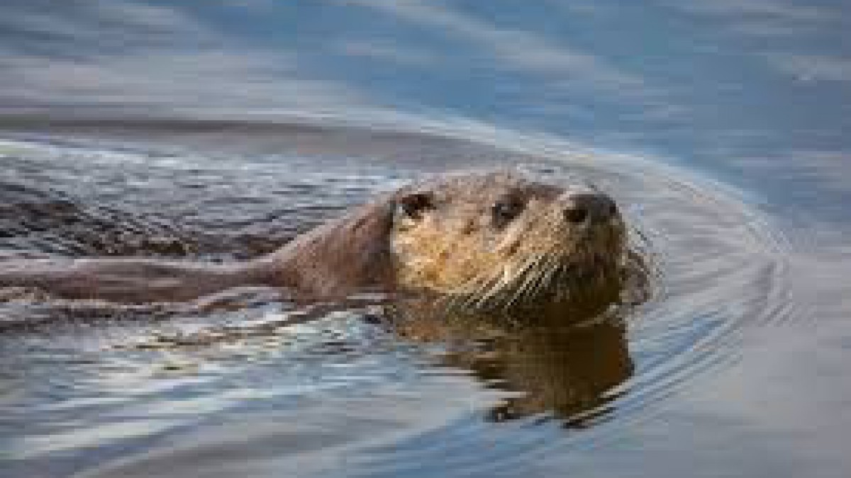 Jonge otter gered uit het water