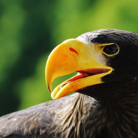 Geen zeearendjongen in Oostvaardersplassen