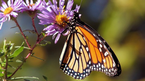 Ruim 2300 vlinders geteld in Kuinderbos