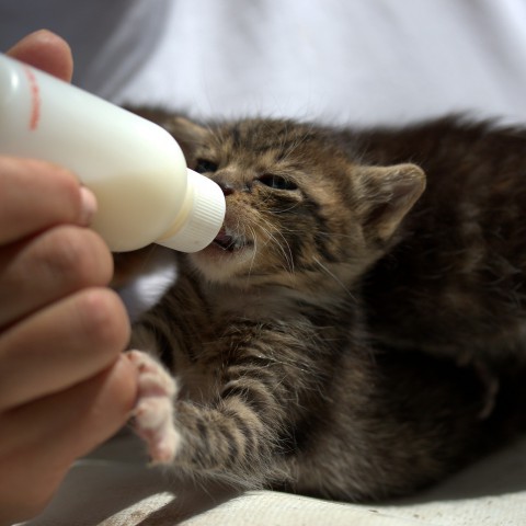 Het Dierenasiel Almere heeft dierenvoeding nodig!
