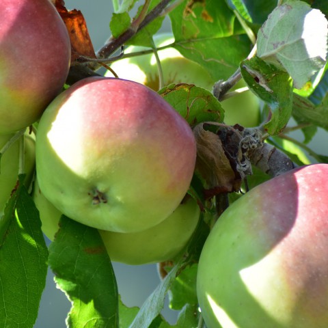 Schilderen in de Appelboomgaard