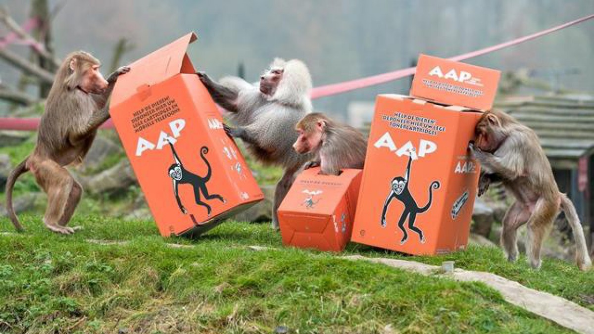 Stichting AAP blijft cartridges en mobieltjes inzamelen!