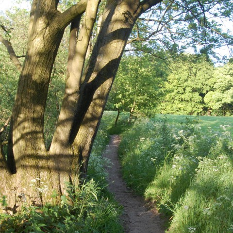 Met de ecokar door de Oostvaardersplassen - Almere