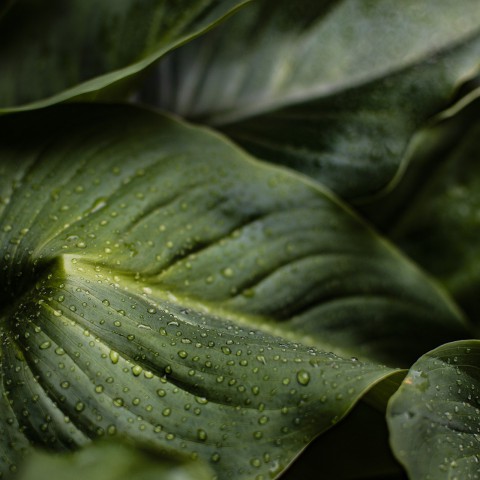 Tuintips voor de maand september van Kelder Hoveniers!
