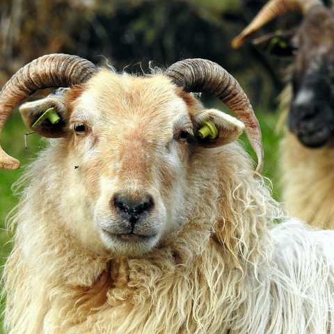 Schapenpraatjes in het Vroege Vogelbos