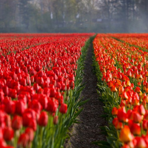 Tulpenroute zoekt aansluiting op Floriade