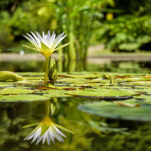 Kom langs bij de Botanische Tuin in Almere Jungle!