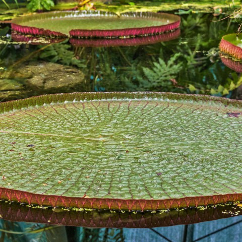 Reuzenwaterlelie bloeit in Almere Jungle