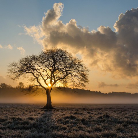 Eerst dichte mist, maar ook nog zon. In de loop van de dag meer bewolking. Droog