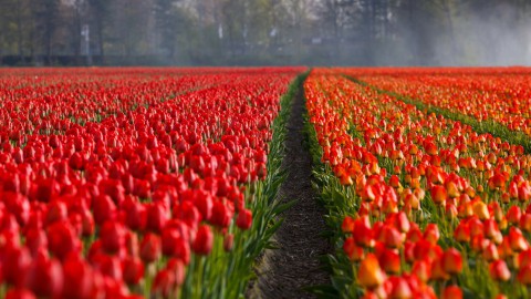 Tulpenroute breidt uit naar buitengebied Almere