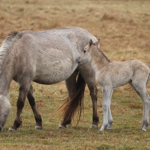 Konikpaarden uit Oostvaardersplassen volgende maand naar Wit-Rusland