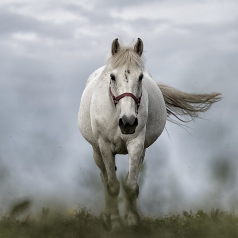 Anouk en Sylvia zitten het beste op hun paard