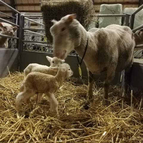 Eerste lammetjes van 2020 geboren in het Vroege Vogelbos  