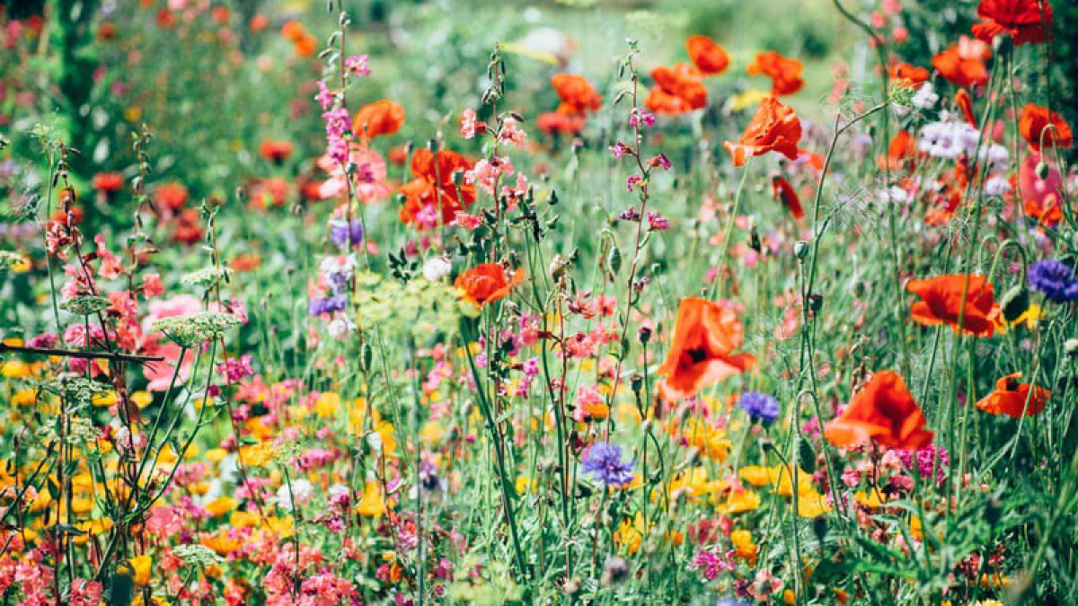 Wereld Bloemen Dag