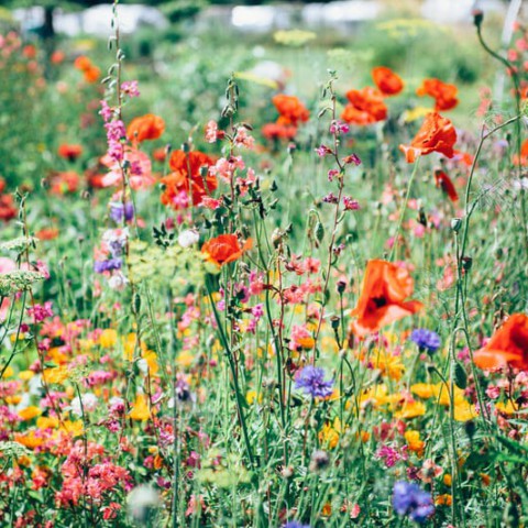Wereld Bloemen Dag