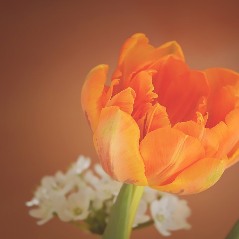 Oranje Fonds draagt bij aan maatschappelijke diensttijd (MDT)