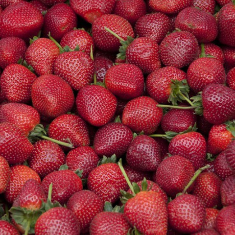Aardbeiendag