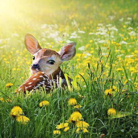 Disney maakt liveactionversie van Bambi