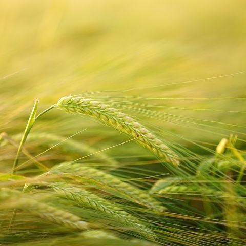 VVD wil snelle aanpak onderhoud pachthoeves