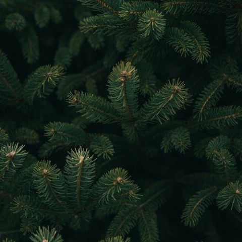 450 kerstbomen opgehaald voor het goede doel 