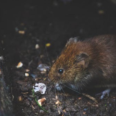 Stroomstoring veroorzaakt door een rat 