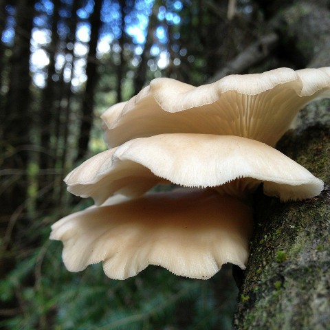 Paddenstoelen van UPZWAM nu beschikbaar op twee plekken in Almere 