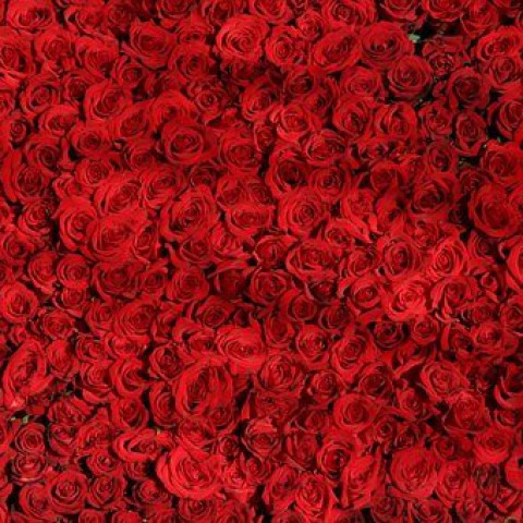 Bloementransport voor Valentijnsdag gaat niet over rozen 