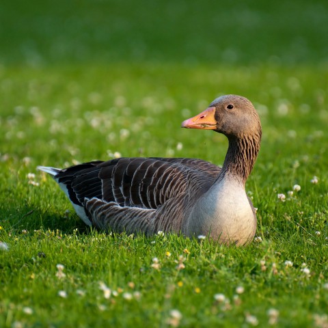 Grauwe gans vreet nieuw gras op