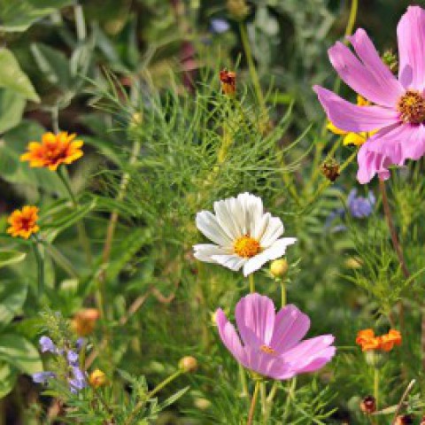 Tuintips!