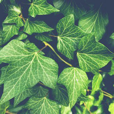 Tuintips maart