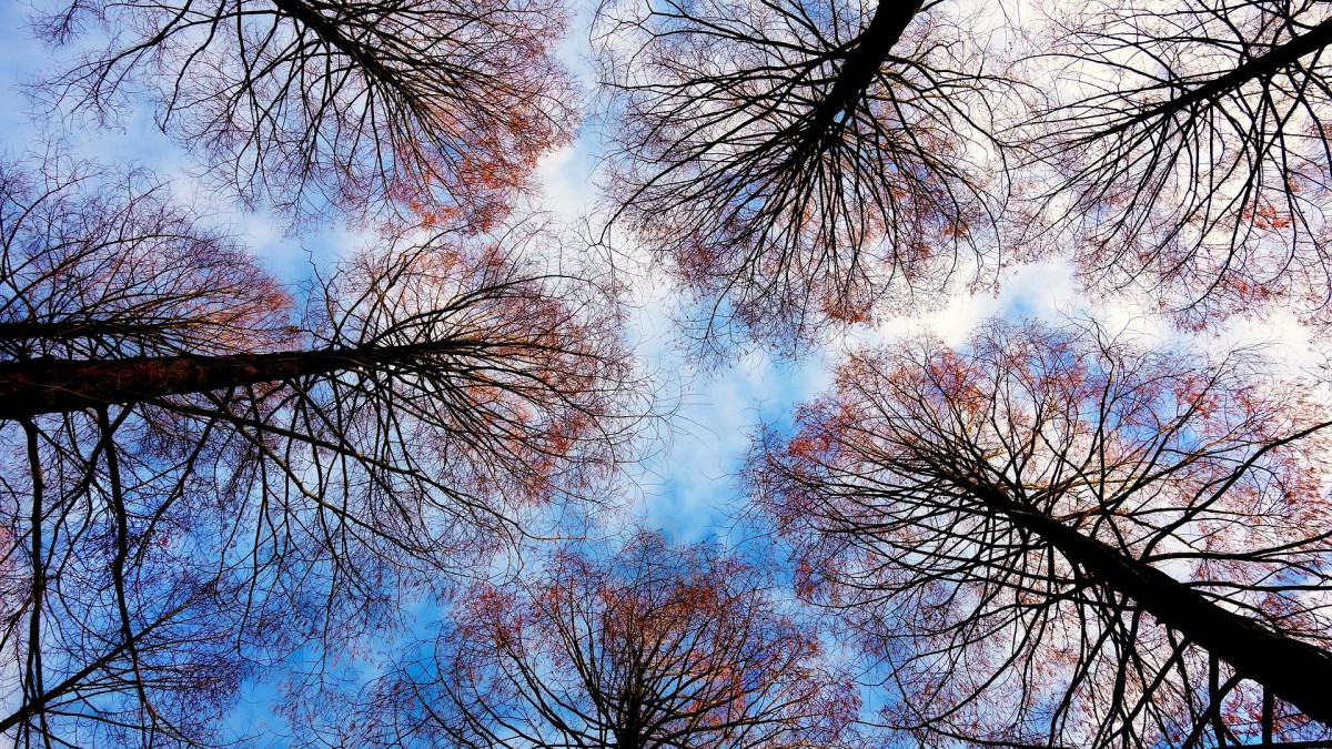 Bomen op Esplanade