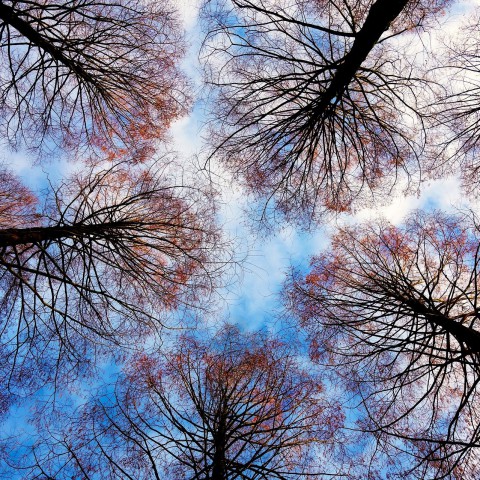 Bomen op Esplanade