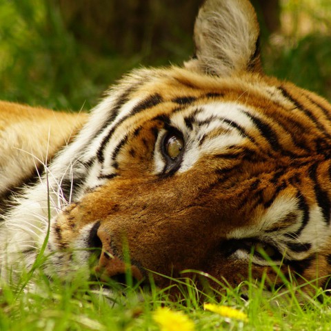 Tiger king heeft twee kanten