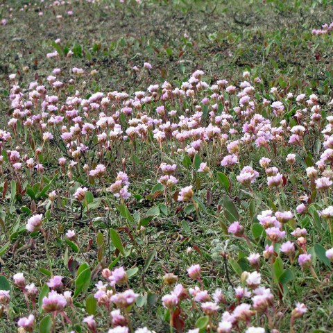 Aanleg klimaatarboretum Regenboogbuurt