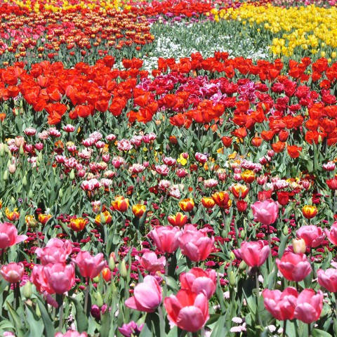 Directeurswissel bij Floriade BV