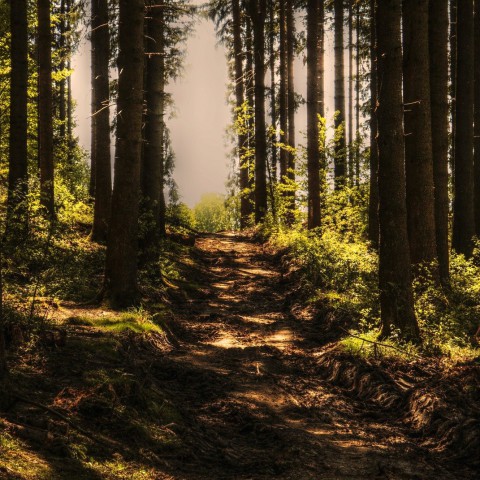 166 hectare nieuwe bomen geplant in Flevoland